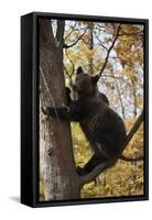 European Brown Bear (Ursus Arctos) in Tree, Captive, Private Bear Park, Near Brasov, Romania-Dörr-Framed Stretched Canvas