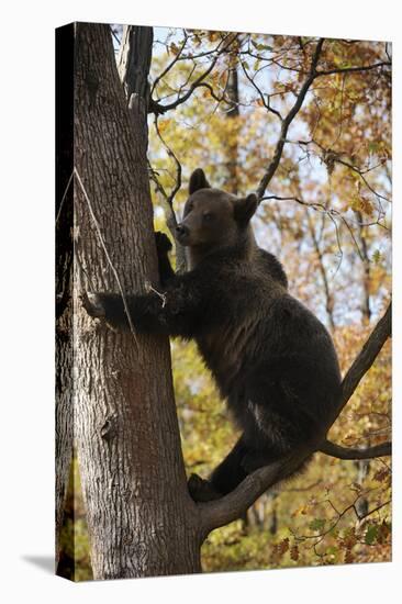 European Brown Bear (Ursus Arctos) in Tree, Captive, Private Bear Park, Near Brasov, Romania-Dörr-Stretched Canvas