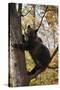 European Brown Bear (Ursus Arctos) in Tree, Captive, Private Bear Park, Near Brasov, Romania-Dörr-Stretched Canvas