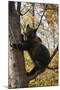 European Brown Bear (Ursus Arctos) in Tree, Captive, Private Bear Park, Near Brasov, Romania-Dörr-Mounted Photographic Print