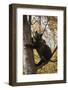 European Brown Bear (Ursus Arctos) in Tree, Captive, Private Bear Park, Near Brasov, Romania-Dörr-Framed Photographic Print