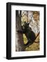 European Brown Bear (Ursus Arctos) in Tree, Captive, Private Bear Park, Near Brasov, Romania-Dörr-Framed Photographic Print