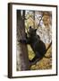 European Brown Bear (Ursus Arctos) in Tree, Captive, Private Bear Park, Near Brasov, Romania-Dörr-Framed Photographic Print