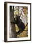 European Brown Bear (Ursus Arctos) in Tree, Captive, Private Bear Park, Near Brasov, Romania-Dörr-Framed Photographic Print