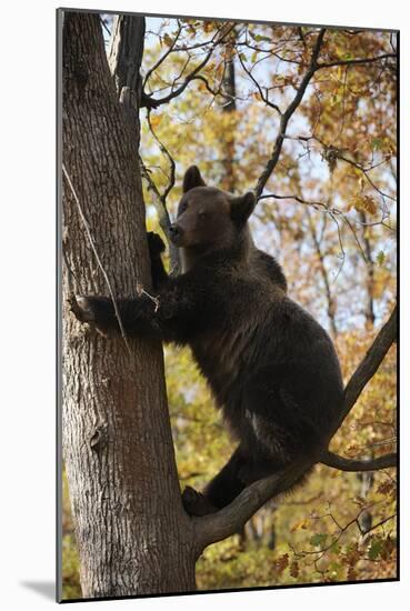 European Brown Bear (Ursus Arctos) in Tree, Captive, Private Bear Park, Near Brasov, Romania-Dörr-Mounted Photographic Print