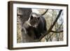 European Brown Bear (Ursus Arctos) in Tree, Captive, Private Bear Park, Near Brasov, Romania-Dörr-Framed Photographic Print