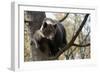 European Brown Bear (Ursus Arctos) in Tree, Captive, Private Bear Park, Near Brasov, Romania-Dörr-Framed Photographic Print