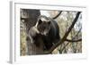 European Brown Bear (Ursus Arctos) in Tree, Captive, Private Bear Park, Near Brasov, Romania-Dörr-Framed Photographic Print