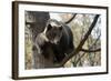European Brown Bear (Ursus Arctos) in Tree, Captive, Private Bear Park, Near Brasov, Romania-Dörr-Framed Photographic Print