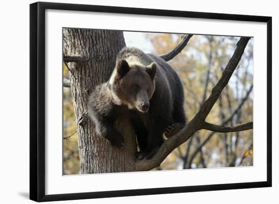 European Brown Bear (Ursus Arctos) in Tree, Captive, Private Bear Park, Near Brasov, Romania-Dörr-Framed Photographic Print