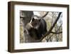 European Brown Bear (Ursus Arctos) in Tree, Captive, Private Bear Park, Near Brasov, Romania-Dörr-Framed Photographic Print