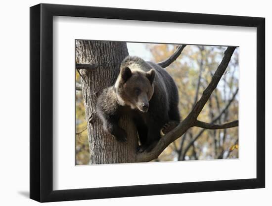 European Brown Bear (Ursus Arctos) in Tree, Captive, Private Bear Park, Near Brasov, Romania-Dörr-Framed Photographic Print