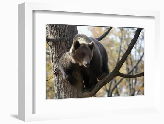 European Brown Bear (Ursus Arctos) in Tree, Captive, Private Bear Park, Near Brasov, Romania-Dörr-Framed Photographic Print