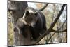 European Brown Bear (Ursus Arctos) in Tree, Captive, Private Bear Park, Near Brasov, Romania-Dörr-Mounted Photographic Print