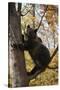 European Brown Bear (Ursus Arctos) in Tree, Captive, Private Bear Park, Near Brasov, Romania-Dörr-Stretched Canvas