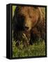 European Brown Bear (Ursus Arctos) Kuhmo, Finland, July 2009-Widstrand-Framed Stretched Canvas