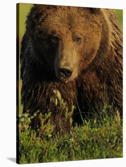 European Brown Bear (Ursus Arctos) Kuhmo, Finland, July 2009-Widstrand-Stretched Canvas