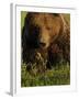 European Brown Bear (Ursus Arctos) Kuhmo, Finland, July 2009-Widstrand-Framed Photographic Print