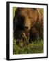 European Brown Bear (Ursus Arctos) Kuhmo, Finland, July 2009-Widstrand-Framed Photographic Print