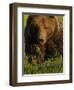 European Brown Bear (Ursus Arctos) Kuhmo, Finland, July 2009-Widstrand-Framed Photographic Print