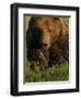 European Brown Bear (Ursus Arctos) Kuhmo, Finland, July 2009-Widstrand-Framed Photographic Print