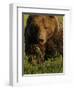 European Brown Bear (Ursus Arctos) Kuhmo, Finland, July 2009-Widstrand-Framed Photographic Print