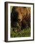 European Brown Bear (Ursus Arctos) Kuhmo, Finland, July 2009-Widstrand-Framed Photographic Print