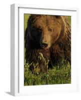 European Brown Bear (Ursus Arctos) Kuhmo, Finland, July 2009-Widstrand-Framed Photographic Print