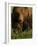 European Brown Bear (Ursus Arctos) Kuhmo, Finland, July 2009-Widstrand-Framed Photographic Print