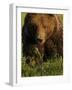 European Brown Bear (Ursus Arctos) Kuhmo, Finland, July 2009-Widstrand-Framed Photographic Print