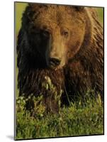 European Brown Bear (Ursus Arctos) Kuhmo, Finland, July 2009-Widstrand-Mounted Photographic Print