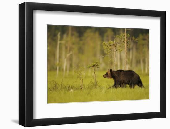 European Brown Bear (Ursus Arctos) Kuhmo, Finland, July 2009-Widstrand-Framed Photographic Print