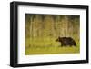 European Brown Bear (Ursus Arctos) Kuhmo, Finland, July 2009-Widstrand-Framed Photographic Print