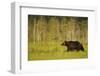 European Brown Bear (Ursus Arctos) Kuhmo, Finland, July 2009-Widstrand-Framed Photographic Print