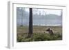 European Brown Bear (Ursus Arctos), Kuhmo, Finland, Scandinavia, Europe-Sergio Pitamitz-Framed Photographic Print