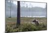 European Brown Bear (Ursus Arctos), Kuhmo, Finland, Scandinavia, Europe-Sergio Pitamitz-Mounted Photographic Print