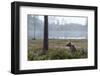 European Brown Bear (Ursus Arctos), Kuhmo, Finland, Scandinavia, Europe-Sergio Pitamitz-Framed Photographic Print