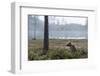 European Brown Bear (Ursus Arctos), Kuhmo, Finland, Scandinavia, Europe-Sergio Pitamitz-Framed Photographic Print