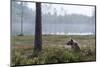 European Brown Bear (Ursus Arctos), Kuhmo, Finland, Scandinavia, Europe-Sergio Pitamitz-Mounted Photographic Print