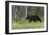 European brown bear, Ursus Arctos, Kuhmo, Finland.-Sergio Pitamitz-Framed Photographic Print