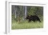 European brown bear, Ursus Arctos, Kuhmo, Finland.-Sergio Pitamitz-Framed Photographic Print