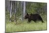 European brown bear, Ursus Arctos, Kuhmo, Finland.-Sergio Pitamitz-Mounted Photographic Print