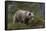 European brown bear, Ursus Arctos, Kuhmo, Finland.-Sergio Pitamitz-Framed Stretched Canvas