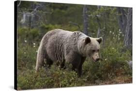 European brown bear, Ursus Arctos, Kuhmo, Finland.-Sergio Pitamitz-Stretched Canvas