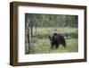 European brown bear, Ursus Arctos, Kuhmo, Finland.-Sergio Pitamitz-Framed Photographic Print