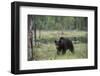 European brown bear, Ursus Arctos, Kuhmo, Finland.-Sergio Pitamitz-Framed Photographic Print