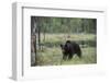 European brown bear, Ursus Arctos, Kuhmo, Finland.-Sergio Pitamitz-Framed Photographic Print