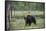 European brown bear, Ursus Arctos, Kuhmo, Finland.-Sergio Pitamitz-Framed Stretched Canvas