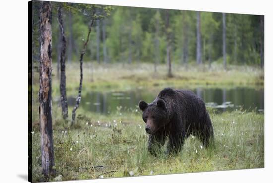 European brown bear, Ursus Arctos, Kuhmo, Finland.-Sergio Pitamitz-Stretched Canvas