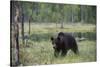 European brown bear, Ursus Arctos, Kuhmo, Finland.-Sergio Pitamitz-Stretched Canvas